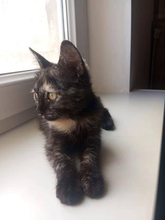 Котенок в хорошие руки