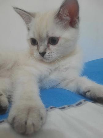 Продам котят