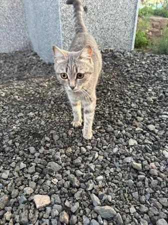 Котенок 3-4 месяца