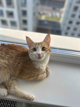 Кошка подросток кот кошка 11 месяцев стерилизована
