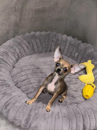 Продаем собаку чихуахуа