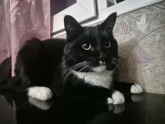 Отдам кота в хорошие руки