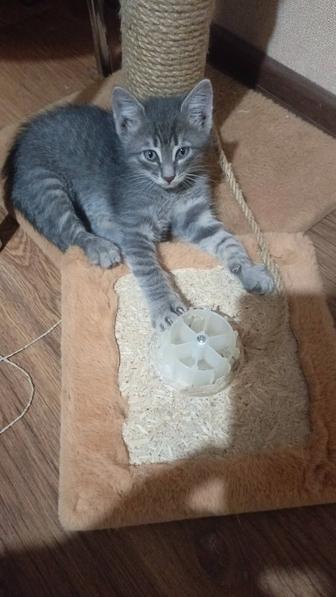 Отдам котенка мальчика любящей семье