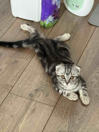 Срочно продам кошечку 4 месяца scottish fold