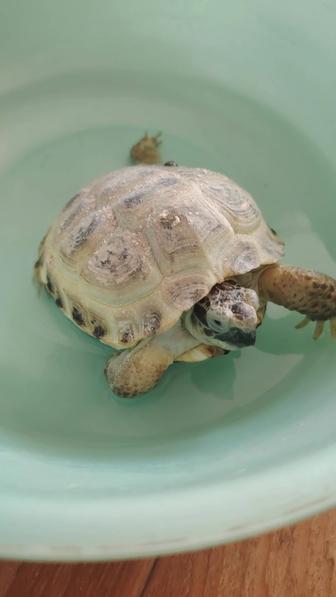 Передержка домашних животных