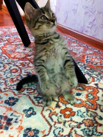 Котенок бесплатно