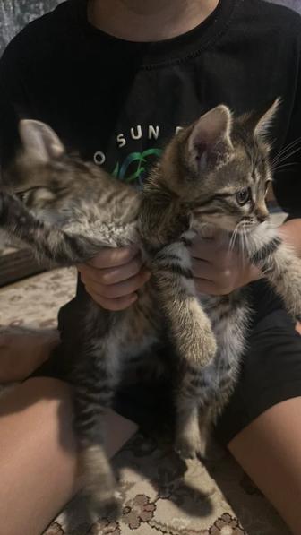 котята