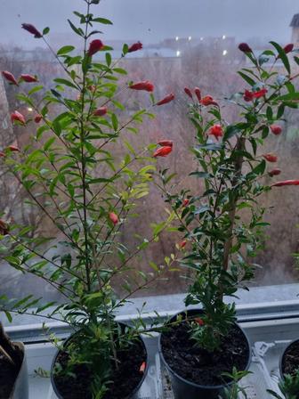 Гранат комнатный