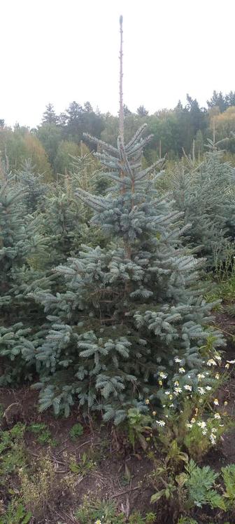 Выкопка Саженцев.Ағашатрады Қазамын Скоч ветош. Посадка тоже