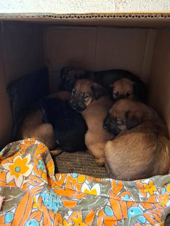 Срочно щенки даром