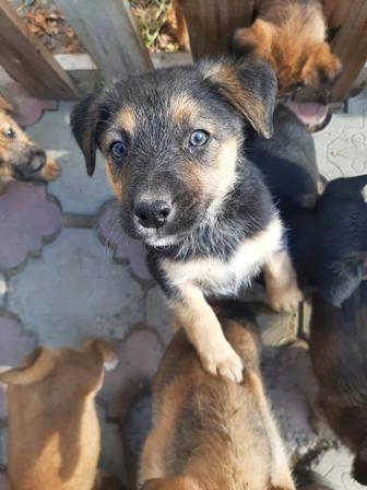 Срочно щенки даром