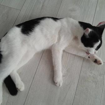 Отдам кота