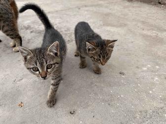 Милые котята бесплатно