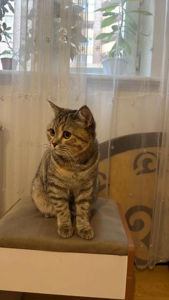 Кошка Карамелька, домашняя, спокойная, умная отдаем из аллергии у детей