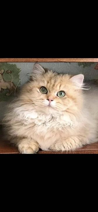 В добрые руки британская кошечка