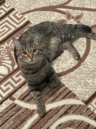 Отдам кота в хорошие руки