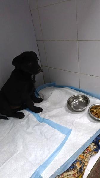 Щенки бесплатно