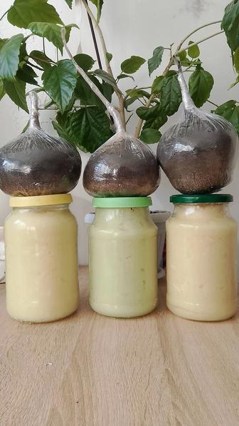 Продам черную редьку