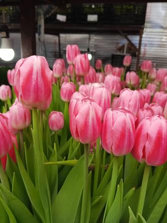 Продам тюльпаны с теплицы