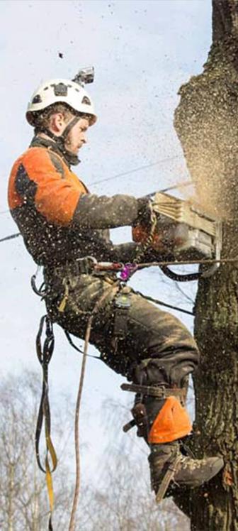 Спил Деревьев