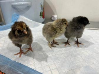 Продам шикарных домашних цыплят брама