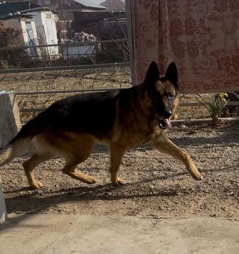 Немецкая овчарка, возраст 4 года, чепрачный окрас, не на цепь