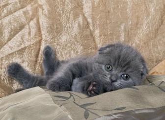 Котенок британец