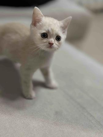 Продам котят Scottish fold