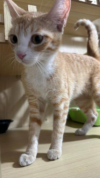Котенок девочка