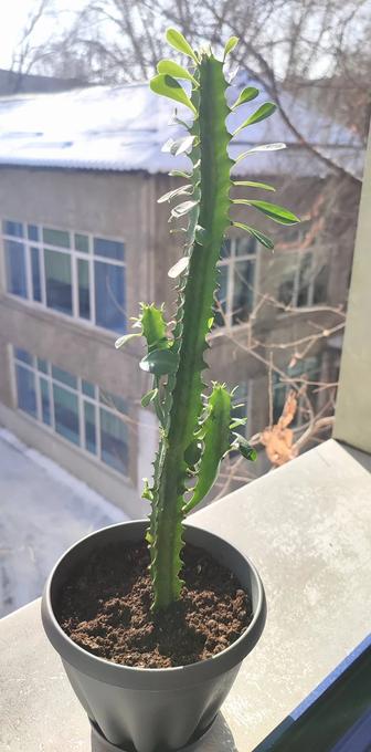 Эуфорбия трехгранный молочай ( кактус молочай)