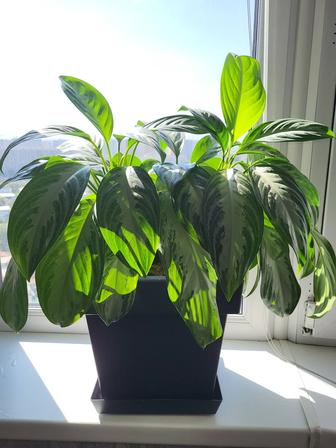 Продам комнатный цветок