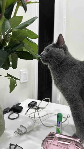 Отдам кота в добрые руки