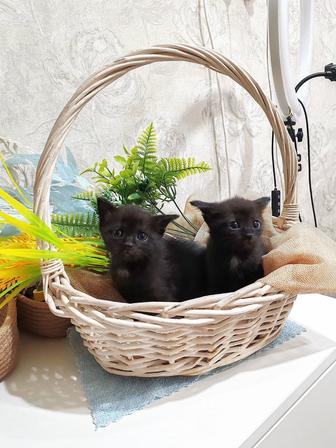 Отдам котят в добрые руки.