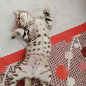 Продам шикарную девочку породы бенгал шоу класса