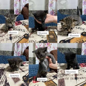 Отдам котят