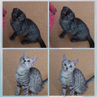 Котята шотландцы 3 месяцев