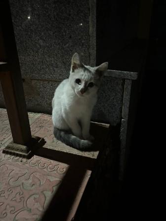 Отдам котенка в добрые руки