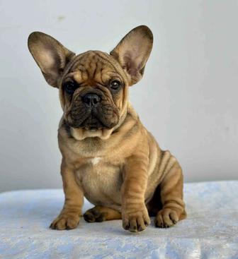 Щенки французского бульдога