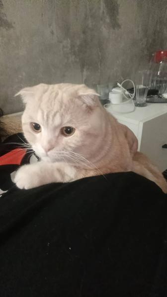 Продаю кота