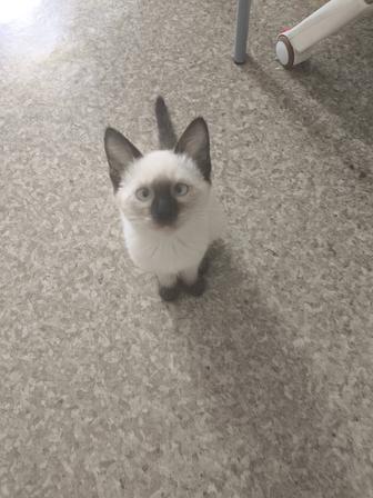 Чистокровный сиамский котенок