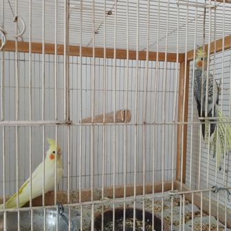 Продам молодых попугаев каррелов