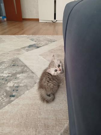 Котенок британский