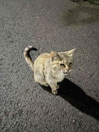 Котик домашний хорошенький