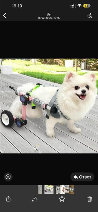 Инвалидная коляска для миниатюрных собак