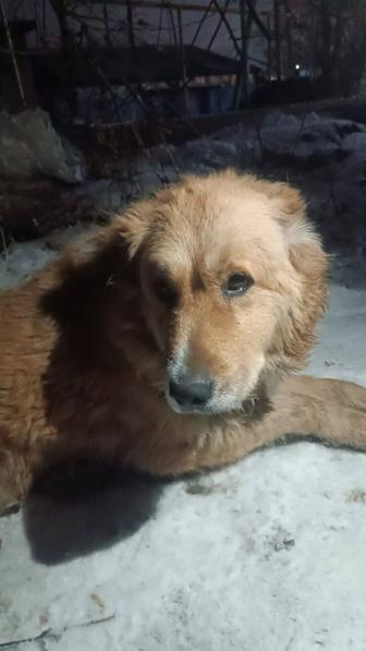 Здравствуйте! Нашли собаку на остановке кольцевой. Девочка, алабай.