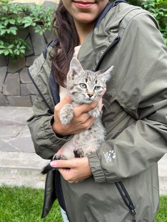 Найден котенок, отдам в добрые руки