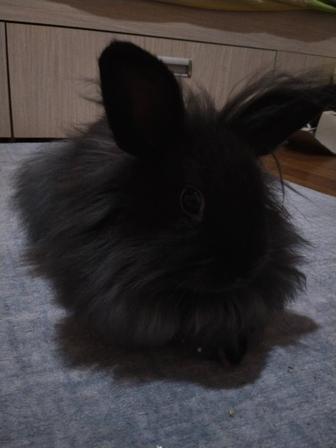 продам кролика