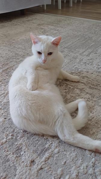 Отдам кота