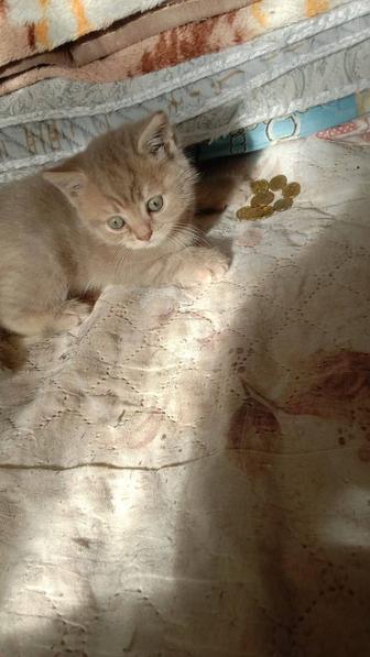 Котятки бриташки