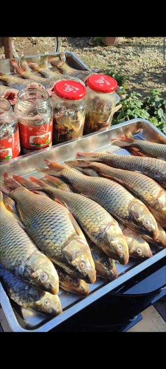 Домашние консервы из свежей рыбы.